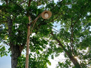 street lamp and tree