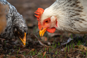 white hen and gray chicken searching for food in the field outdoors. close up