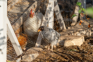 gray chicken in a chicken coop at sunset. vertical composition