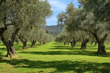 A Mediterranean olive grove with ancient olive trees, their branches heavy with ripe olives, set against a bright blue sky and rolling hills