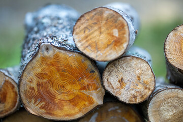 firewood in the forest