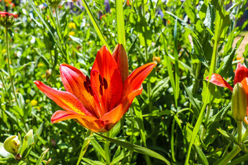 Fototapeta premium beautiful flowers bloom in the garden