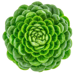 Fototapeta premium Close-up view of a vibrant green succulent plant displaying a mesmerizing geometric pattern.