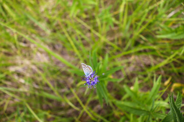 beautiful butterflies