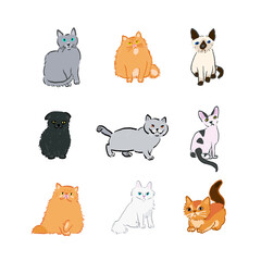 인기 고양이 종류 탑 10 