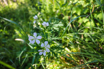 beautiful flowers bloom in the garden
