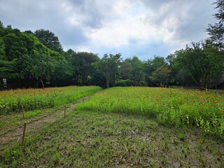 Obraz premium LOST BETWEEN THE FLOWERS