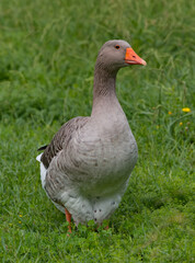 Russia, Sochi. The Pomeranian goose is cleaning its feathers among the green grass.