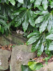 CAT RESTING BETWEEN THE LEAVES
