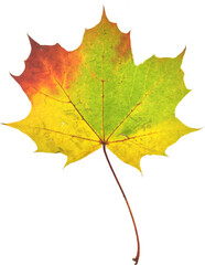 Autumn maple leaf isolated on white background