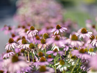 Flowers in the garden