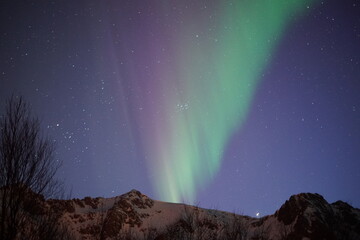 Fototapeta premium Northern lights in the Lofoten Islands (Norway)