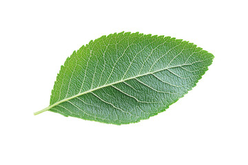 Obraz premium A leaf is shown. on transparent background. 