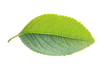 A leaf is shown. on transparent background.
