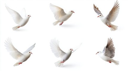 set of seagulls isolated on white