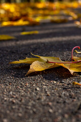 autumn leaves on the ground