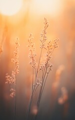 Obraz premium Delicate grass silhouettes against a warm sunset glow, capturing the essence of tranquility and nature's beauty in a serene environment.