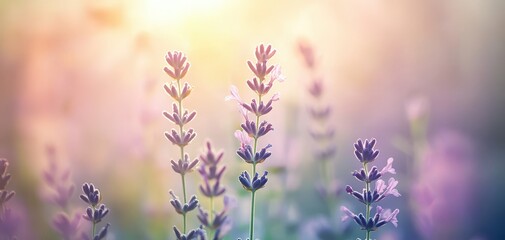 Obraz premium Soft-focus image of lavender flowers in a dreamy pastel background, showcasing the delicate beauty and tranquility of nature's blooms during golden hour.