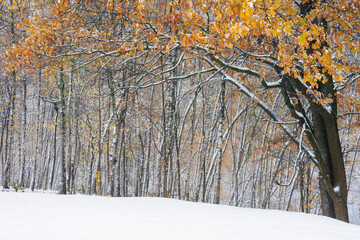 First snow in the park