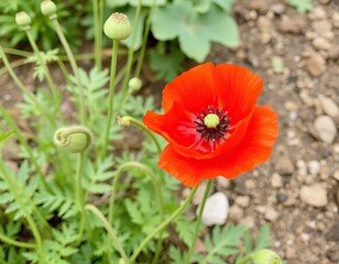 Vibrant red poppy flower blooming among green foliage in the garden.