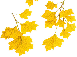 Obraz premium Vibrant branches with yellow leaves, showcasing the beauty of autumn and the delicate details of nature
