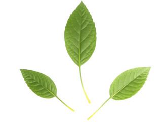 Fototapeta premium Three vibrant green leaves arranged symmetrically, showcasing the beauty of nature's simplicity