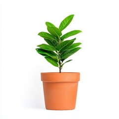 Fototapeta premium A vibrant green potted plant with glossy leaves in a simple terracotta pot, symbolizing freshness and vitality.