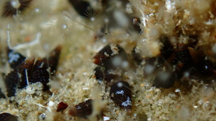 Hydroid (species identification impossible) extreme close-up undersea, Aegean Sea, Greece, Halkidiki, Pirgos beach