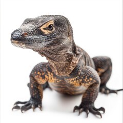 Obraz premium Black throated Monitor lizard advances confidently with its dark scales glistening under studio lighting isolated against a clean white backdrop. The focus highlights its unique features.