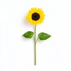 Fototapeta premium A vibrant yellow sunflower with green leaves against a white background, symbolizing joy and positivity.