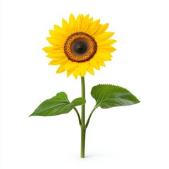 Fototapeta premium A vibrant sunflower with bright yellow petals and a dark center, standing tall against a white background.