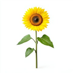 A vibrant yellow sunflower stands tall against a clean white background, showcasing its rich texture and natural beauty.