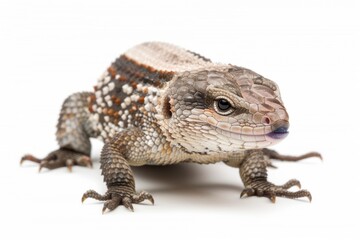 Naklejka premium Blue tongued Skink is seen moving forward revealing its striking blue tongue with a textured body. The bright setting highlights its intricate patterns and colors.