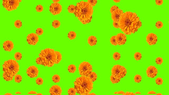 green screen marigold flower drooping, marigold flower, beautiful flower drop, graphic flower, flower falling, marigold flower falling, puja flower drop