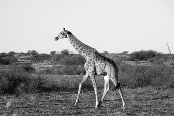 Giraffe in der Kalahari