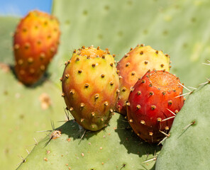 Ripe figs on the prickly pear cactus, Sardinia, Italy