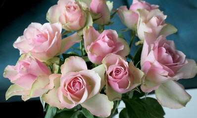 Beautiful pink and beige roses close-up  in a bouquet indoor