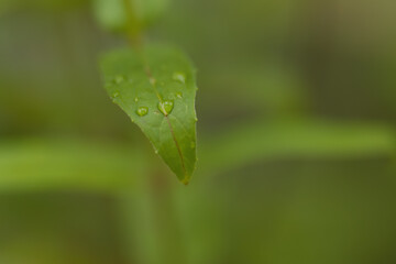 raindrops of water sparkle like diamonds on a green leaf, water drops on a leaf, green leaf, drops...