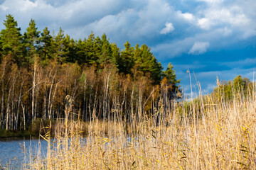 A picturesque autumn scene in Karelia, featuring golden reeds by a tranquil lake and a dense forest of birch and pine trees. The image captures the vibrant seasonal colors and the contrast between the