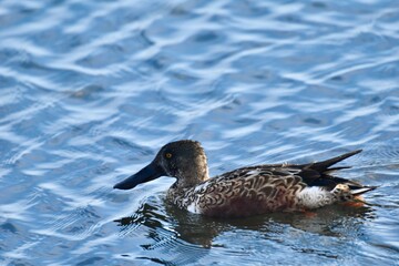 Spoonies at the Waste Water 