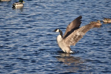 Spoonies at the Waste Water 