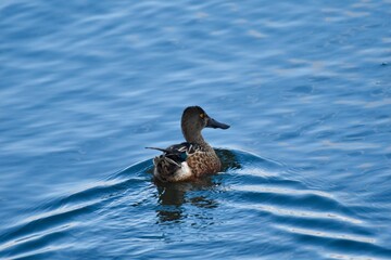 Spoonies at the Waste Water 