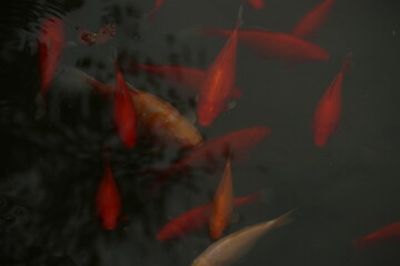 a school of red fish in a pond