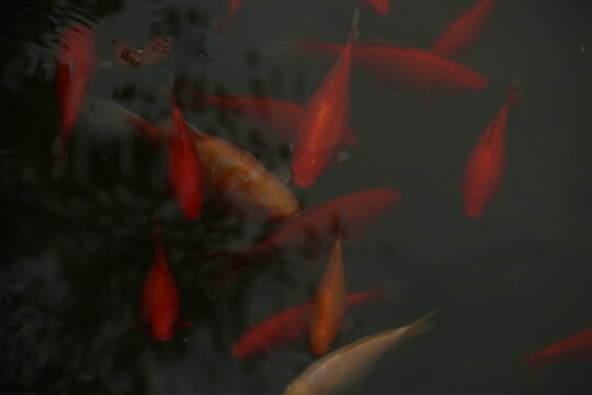 a school of red fish in a pond