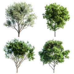 Four isolated trees on a white background. The trees are all different shapes and sizes, with green leaves.