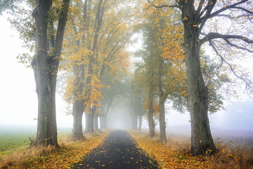 Foggy avenue of lime trees along a narrow country road in autumn with orange and golden colored...