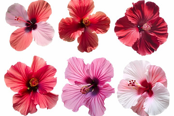 Obraz premium Six hibiscus flowers in various shades of pink and red isolated on a white background.