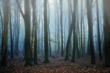 Dark tree trunks in a misty forest on a cold autumn day, atmospheric landscape, fall season in...