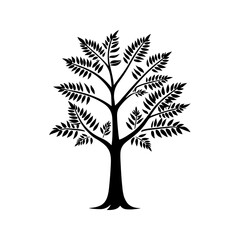 Obraz premium Feathered Leaf Tree
