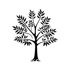 Obraz premium Feathered Leaf Tree